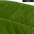 SpeciesSub: var. wilsonii